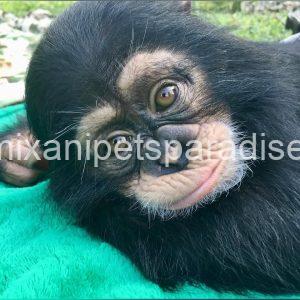 Cute baby chimpanzee