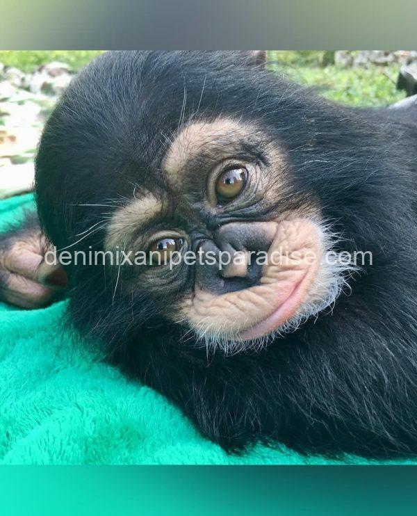 Cute baby chimpanzee