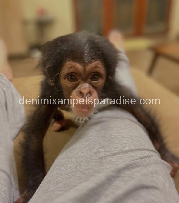 Baby chimpanzee 4 adoption - Image 2