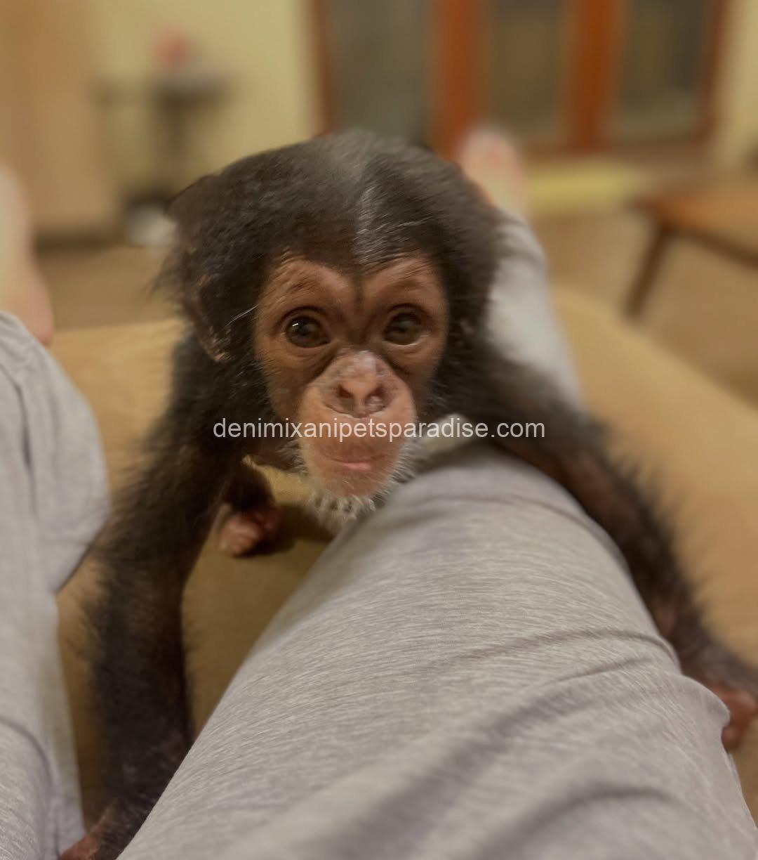 Baby chimpanzee 4 adoption 2 Baby chimpanzee 4 adoption - Image 2