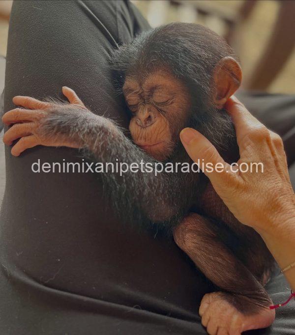 Baby chimpanzee 4 adoption - Image 4