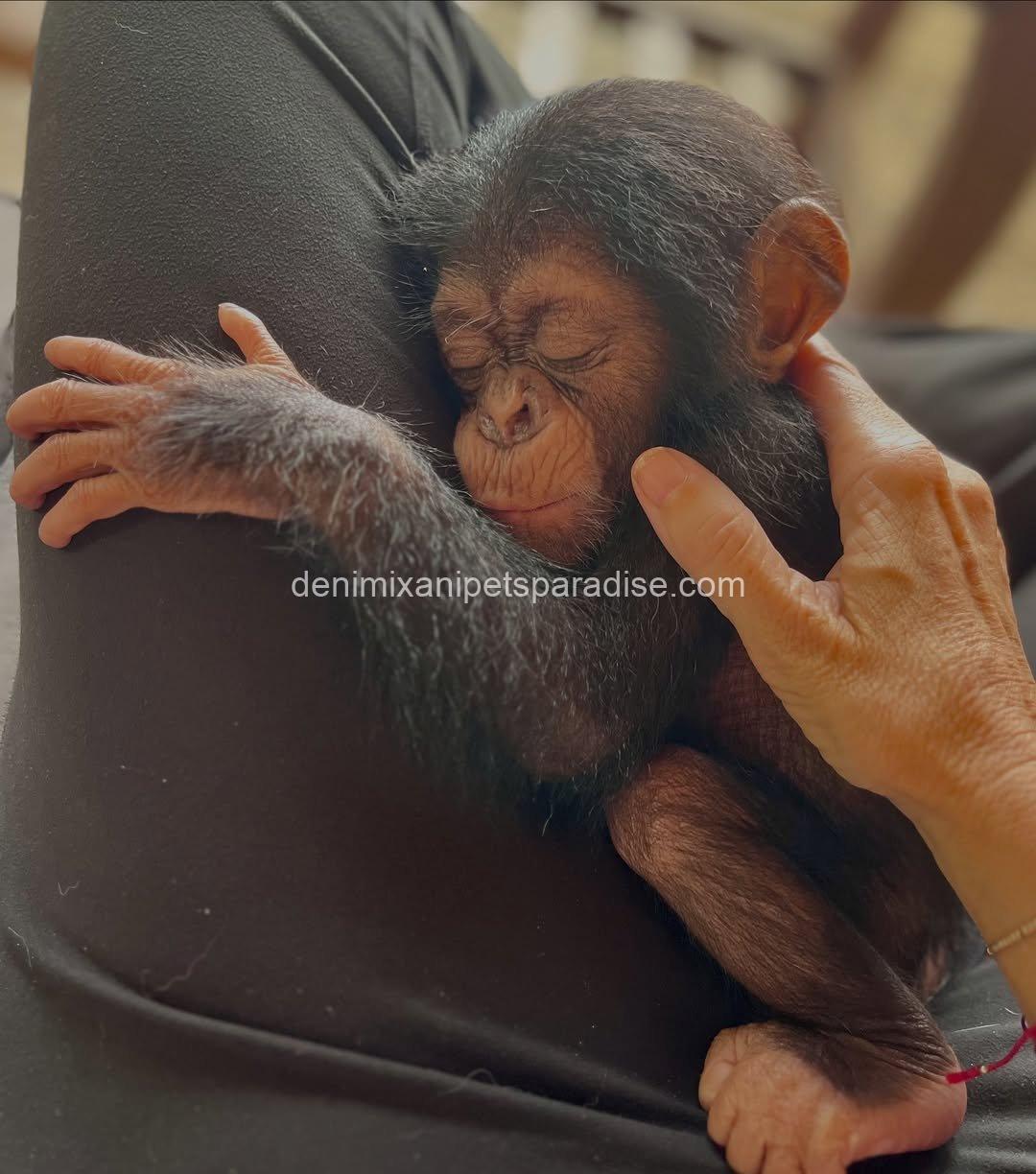Baby chimpanzee 4 adoption 4 Baby chimpanzee 4 adoption - Image 4