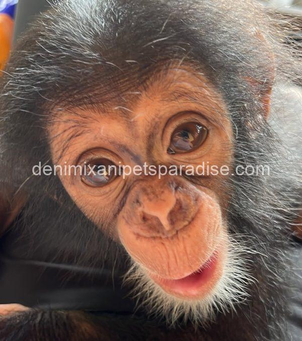 Baby chimpanzee 4 adoption - Image 3