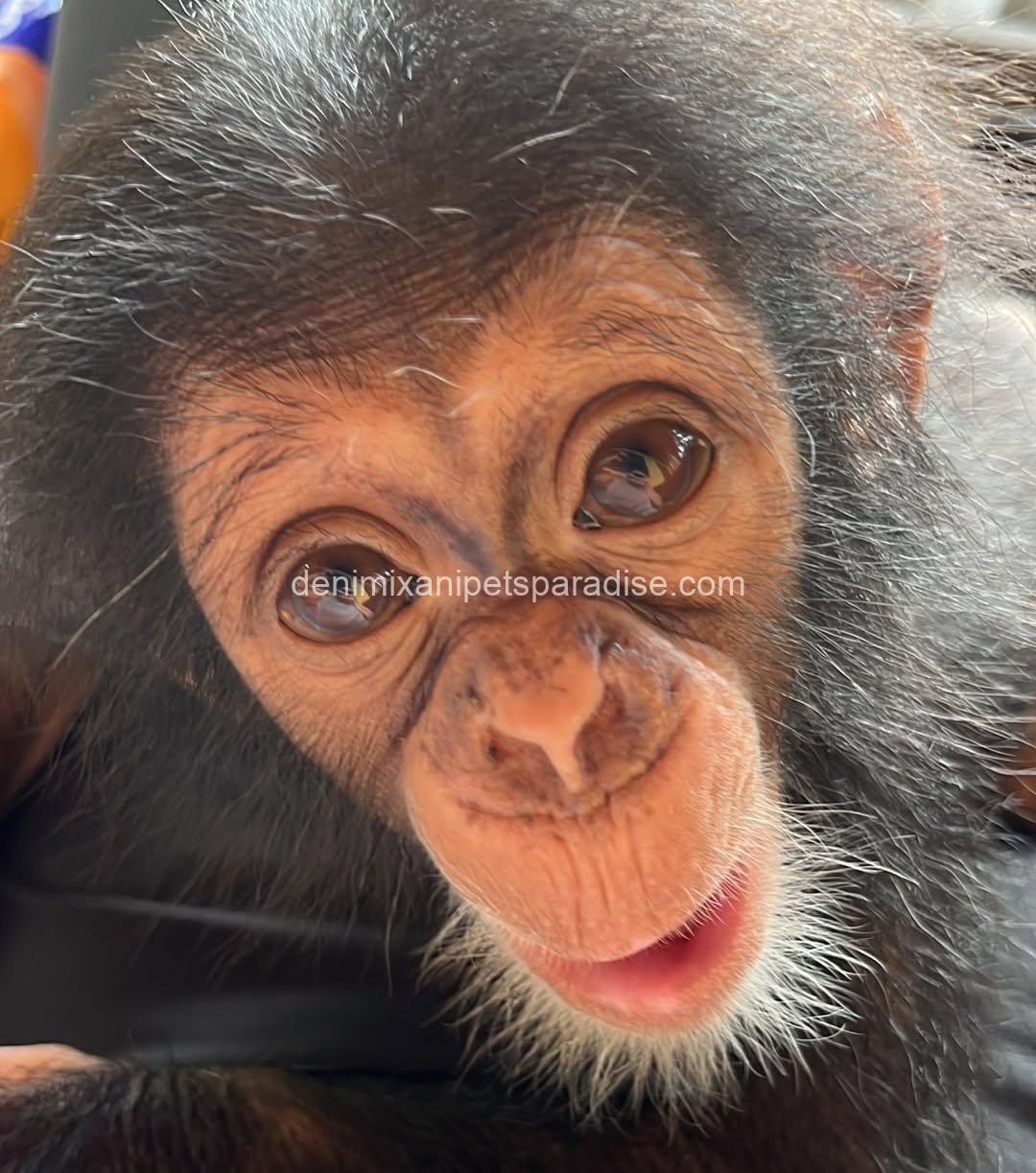 Baby chimpanzee 4 adoption 3 Baby chimpanzee 4 adoption - Image 3