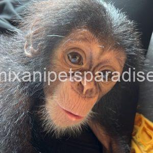 Baby chimpanzee 4 adoption