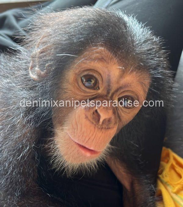 Baby chimpanzee 4 adoption