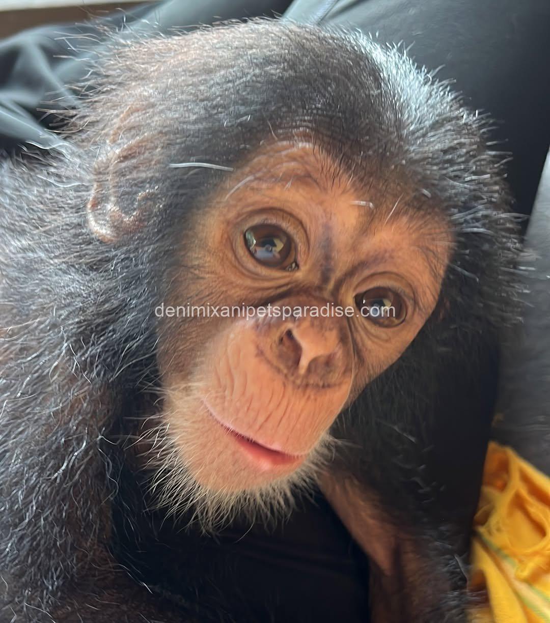 Baby chimpanzee 4 adoption 1 Baby chimpanzee 4 adoption