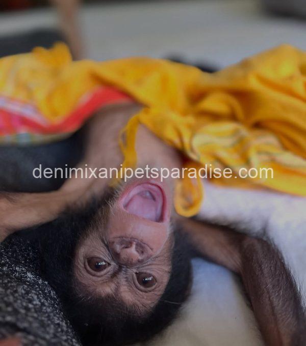 Baby chimpanzee 4 adoption - Image 5