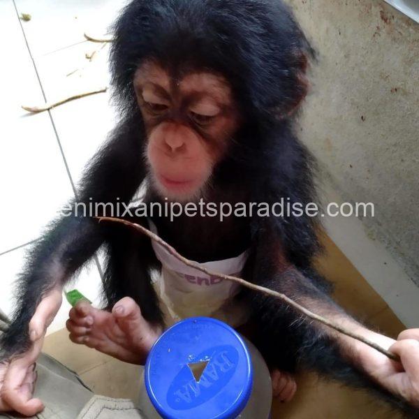 Pretty baby chimpanzee - Image 5