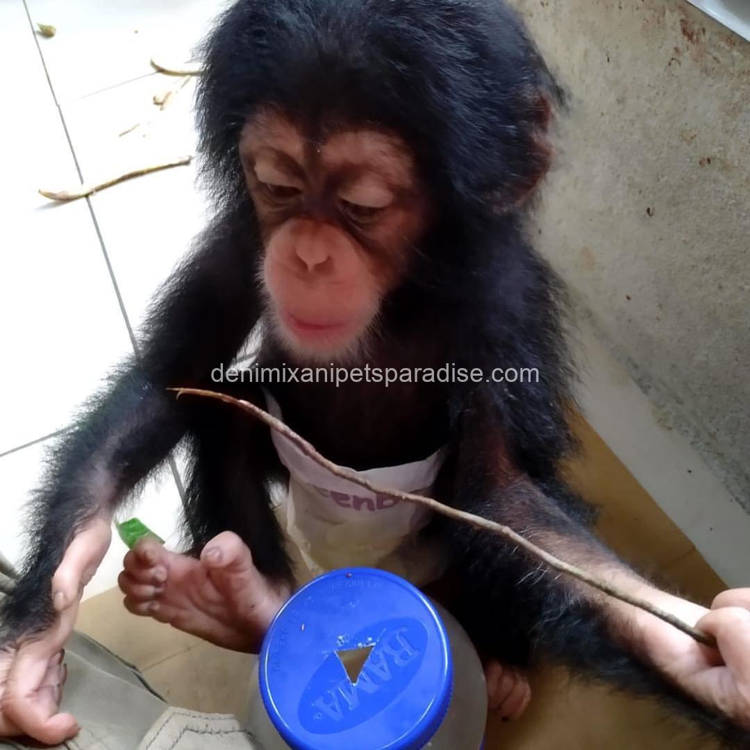 Pretty baby chimpanzee 5 Pretty baby chimpanzee - Image 5