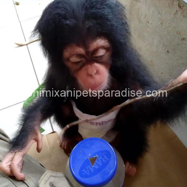Pretty baby chimpanzee - Image 6