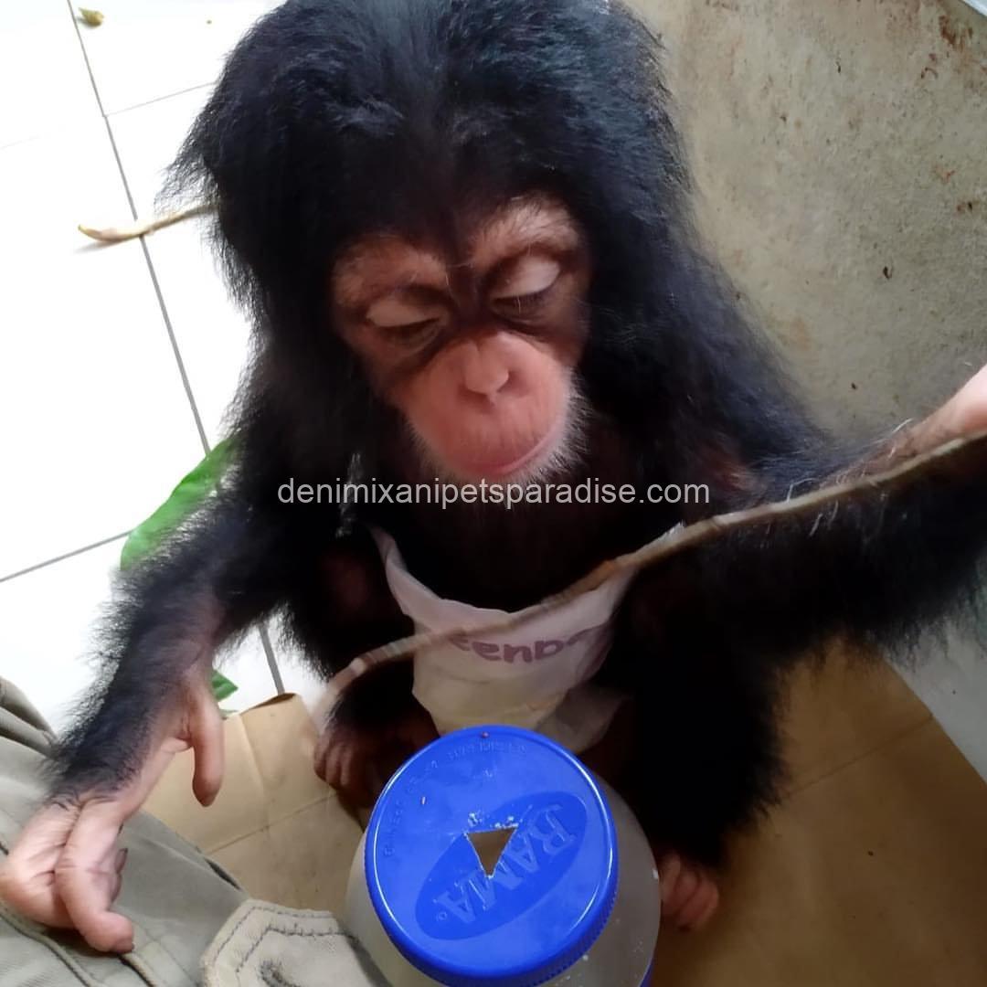 Pretty baby chimpanzee 6 Pretty baby chimpanzee - Image 6