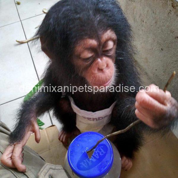 Pretty baby chimpanzee - Image 4