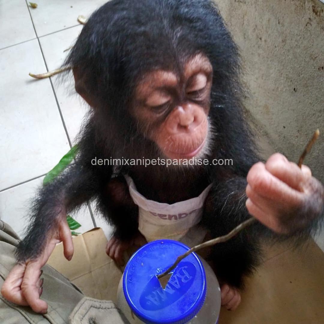 Pretty baby chimpanzee 4 Pretty baby chimpanzee - Image 4