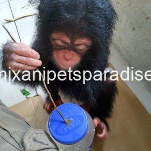 Pretty baby chimpanzee