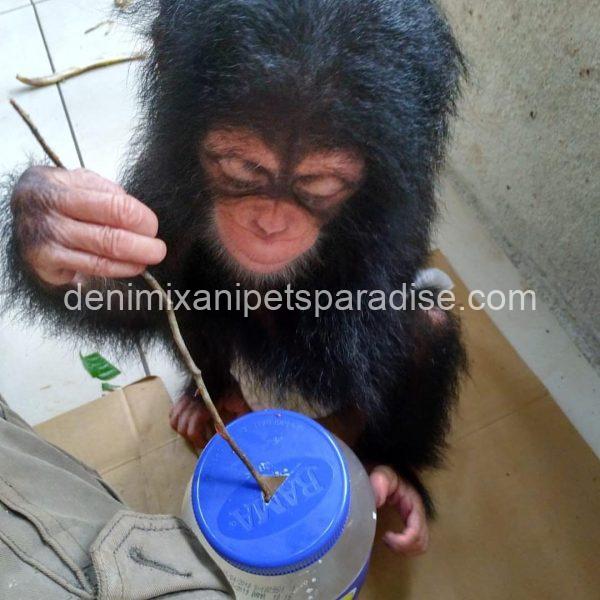 Pretty baby chimpanzee