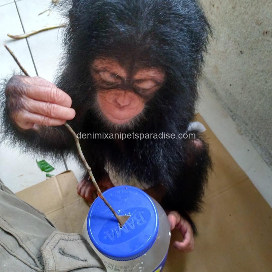 Pretty baby chimpanzee 1 Pretty baby chimpanzee