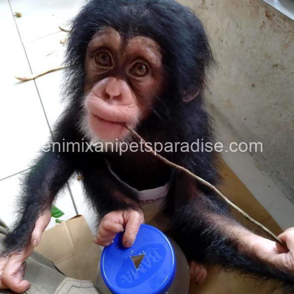 Pretty baby chimpanzee - Image 3
