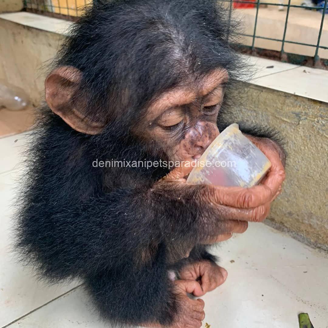 Pretty baby chimpanzee 2 Pretty baby chimpanzee - Image 2