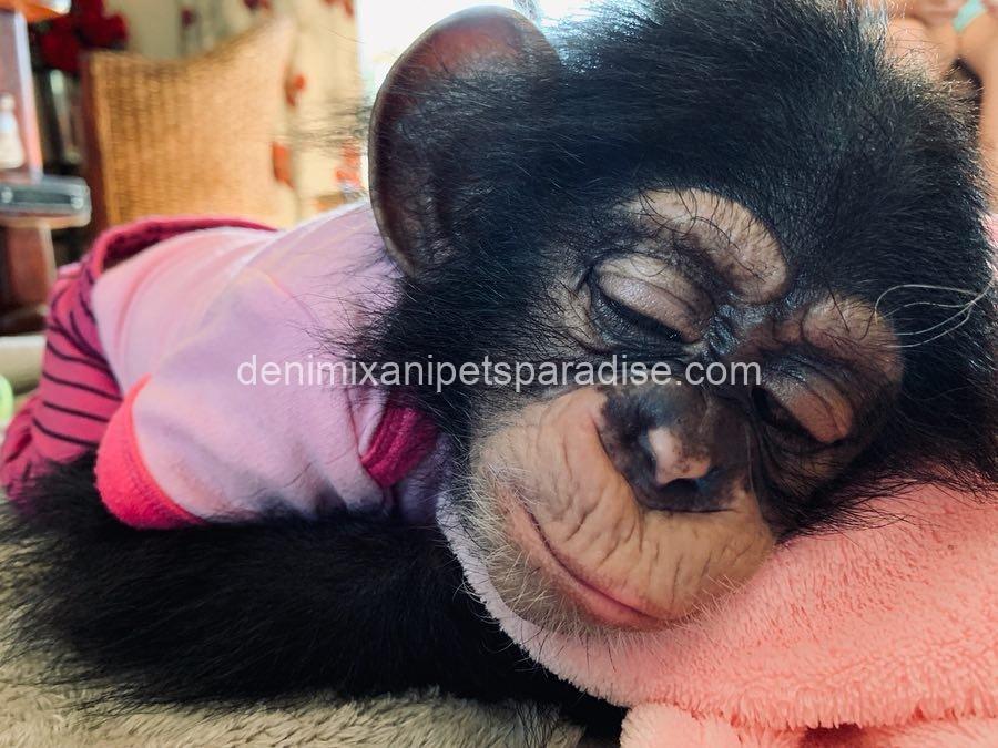 Baby chimpanzee 3 Baby chimpanzee - Image 3