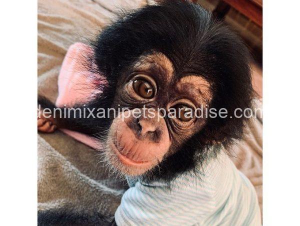 Baby chimpanzee - Image 2