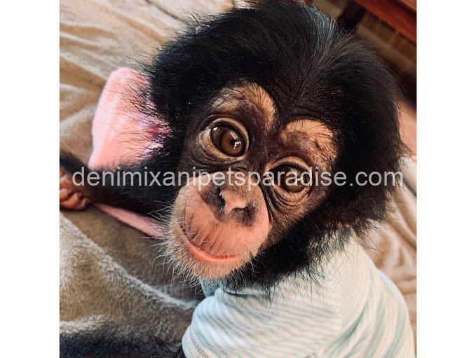 Baby chimpanzee 2 Baby chimpanzee - Image 2