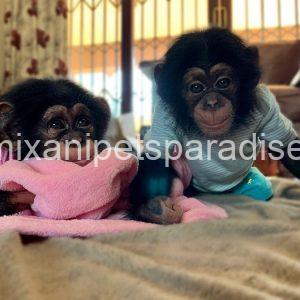Baby chimpanzee