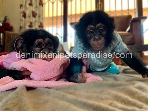Baby chimpanzee