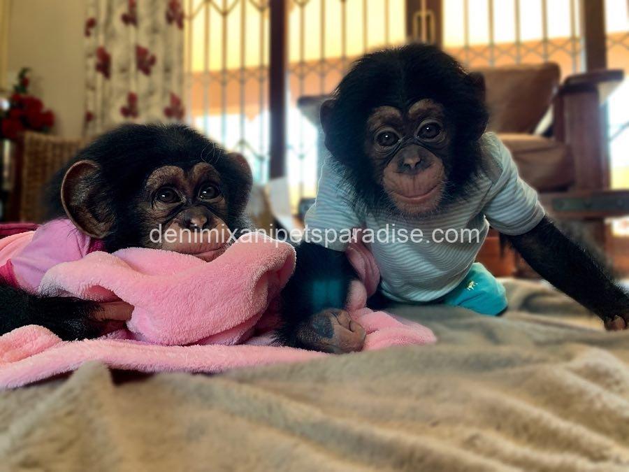 Baby chimpanzee 1 Baby chimpanzee