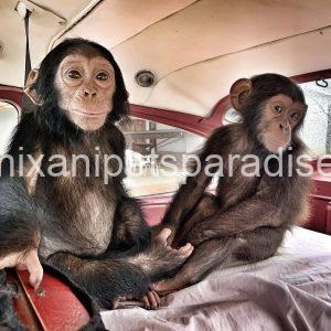 Lovely baby chimpanzee