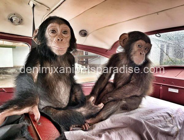 Lovely baby chimpanzee
