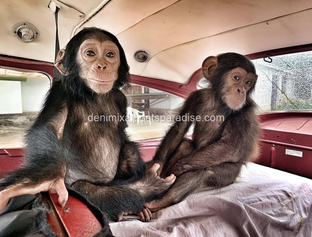 Lovely baby chimpanzee 1 Lovely baby chimpanzee