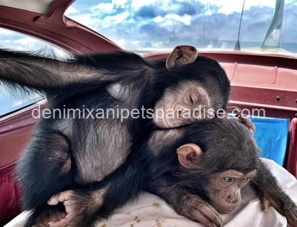 Lovely baby chimpanzee - Image 2
