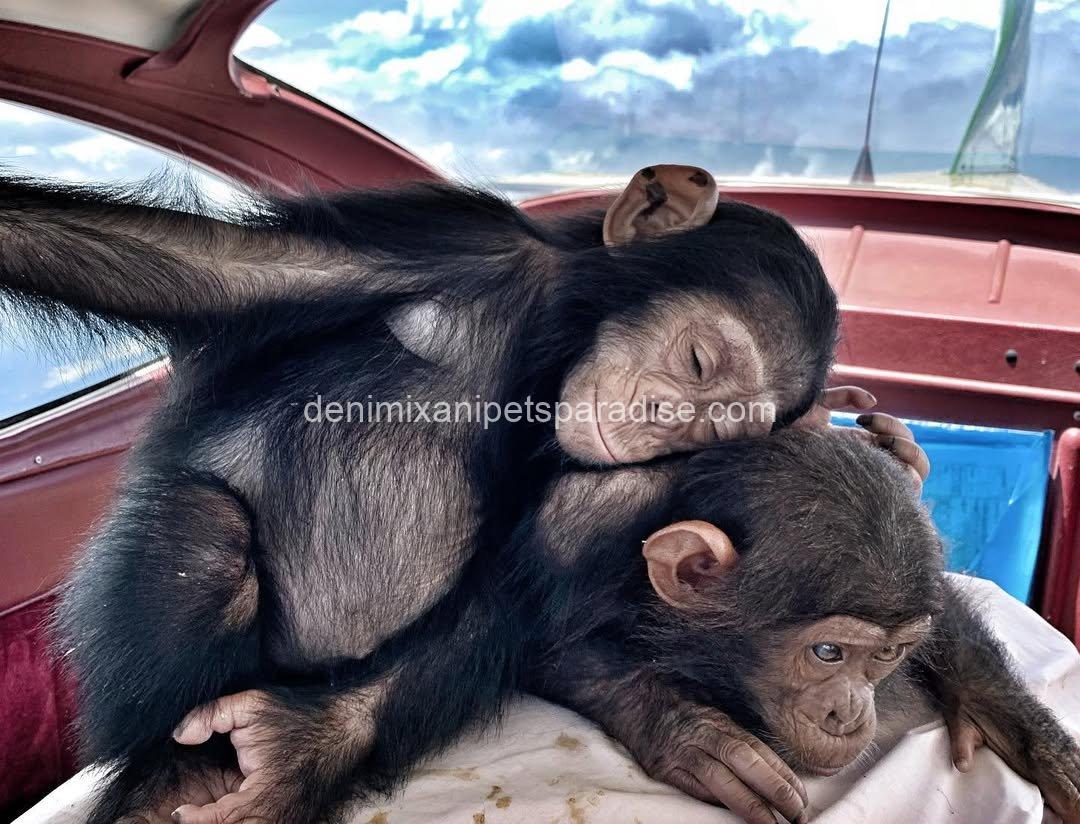 Lovely baby chimpanzee 2 Lovely baby chimpanzee - Image 2