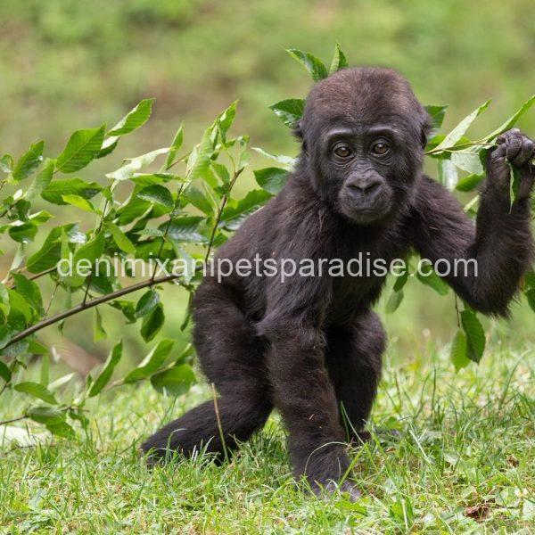 Baby gorilla - Image 3