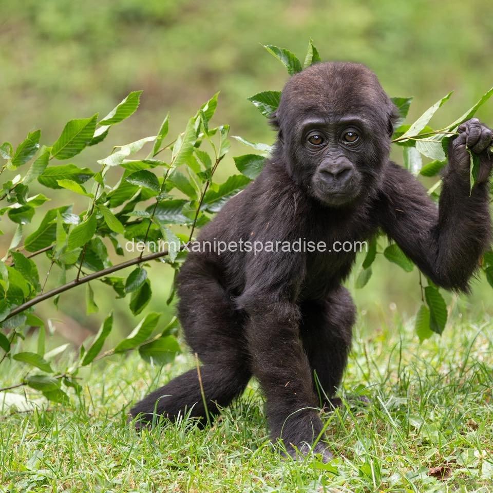 Baby gorilla 3 Baby gorilla - Image 3