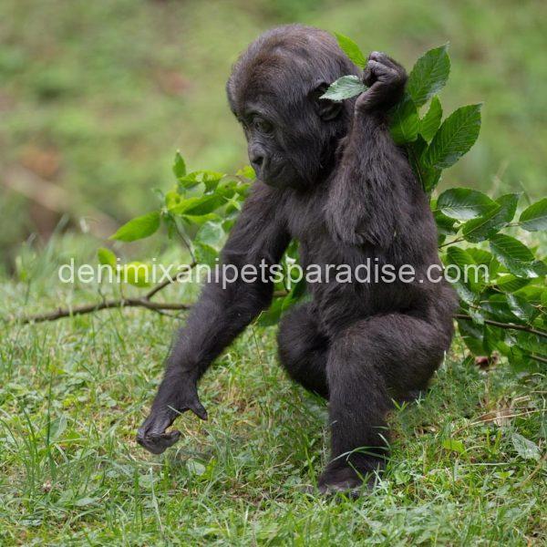 Baby gorilla - Image 8