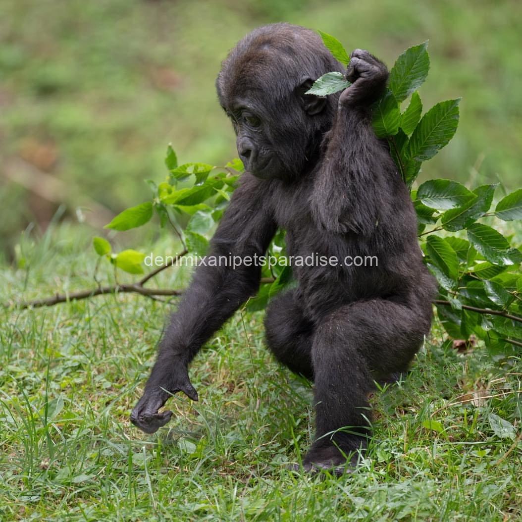 Baby gorilla 8 Baby gorilla - Image 8