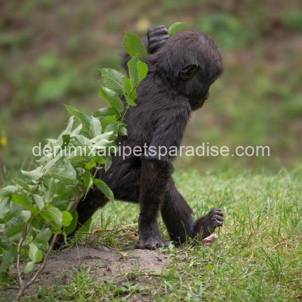 Baby gorilla - Image 4