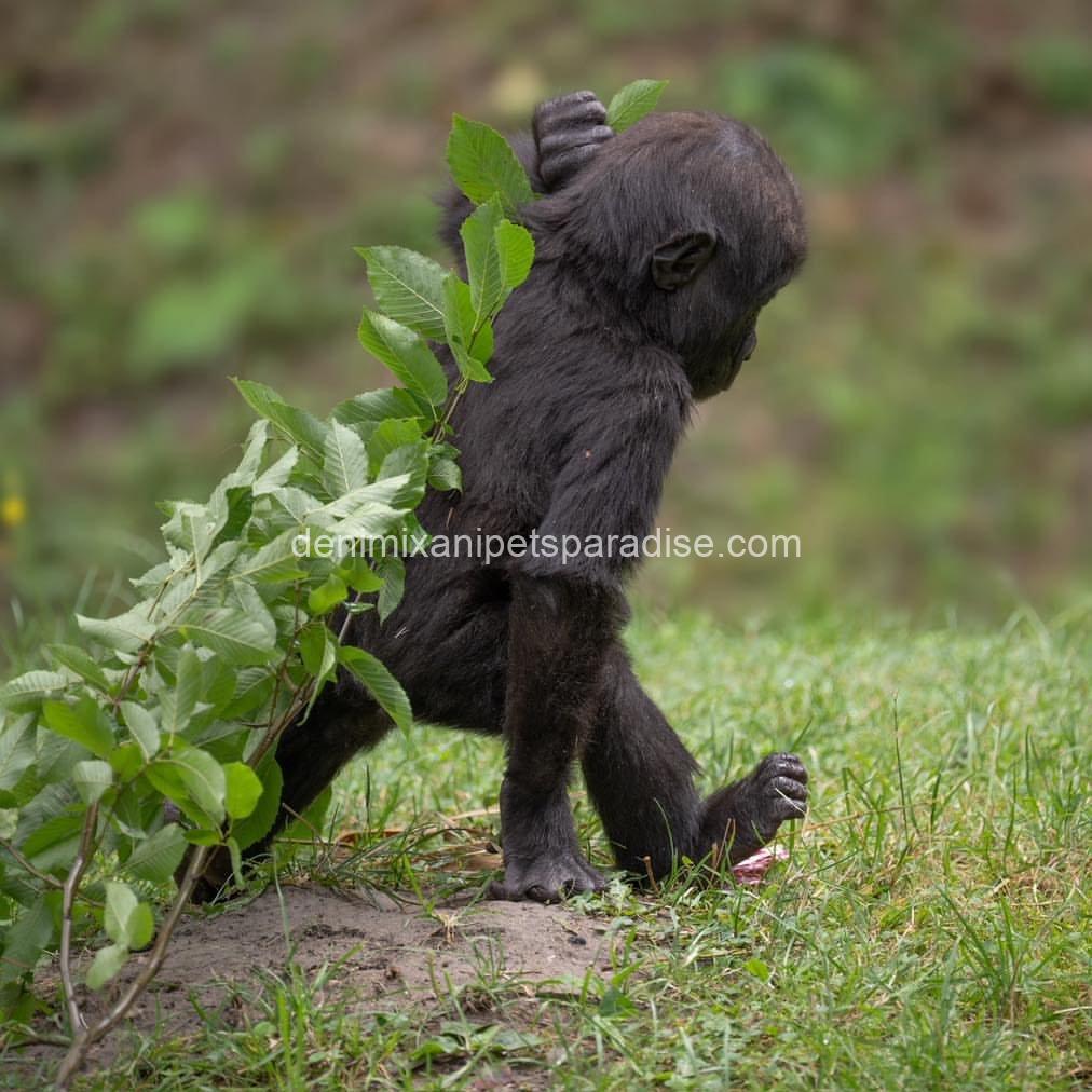 Baby gorilla 4 Baby gorilla - Image 4