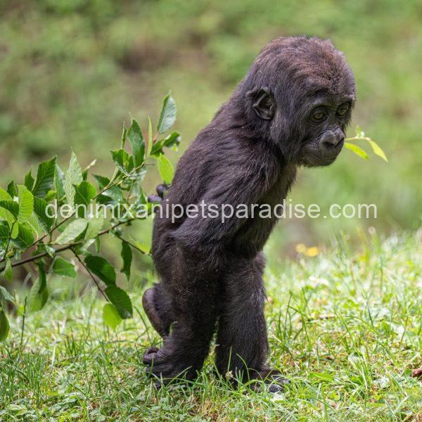 Baby gorilla - Image 5