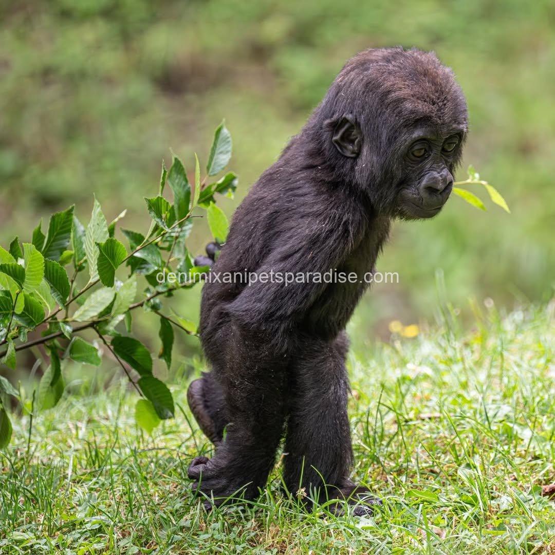 Baby gorilla 5 Baby gorilla - Image 5