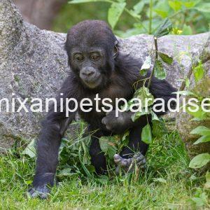 Baby gorilla