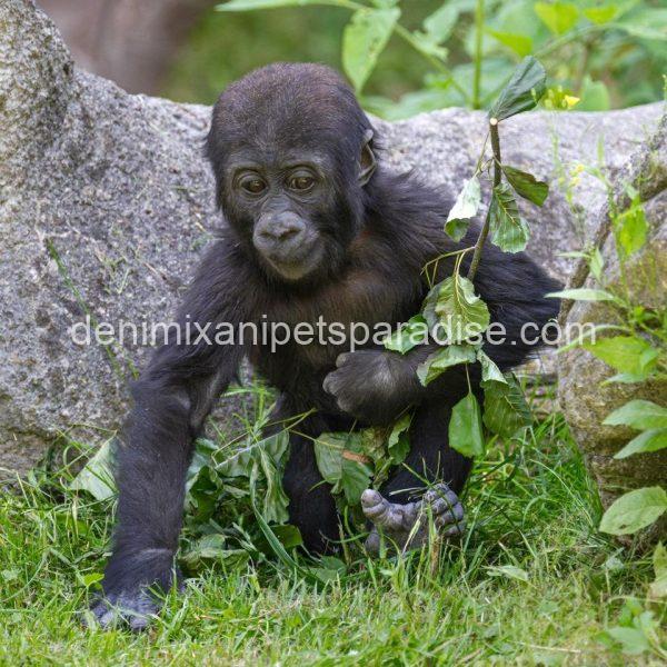 Baby gorilla