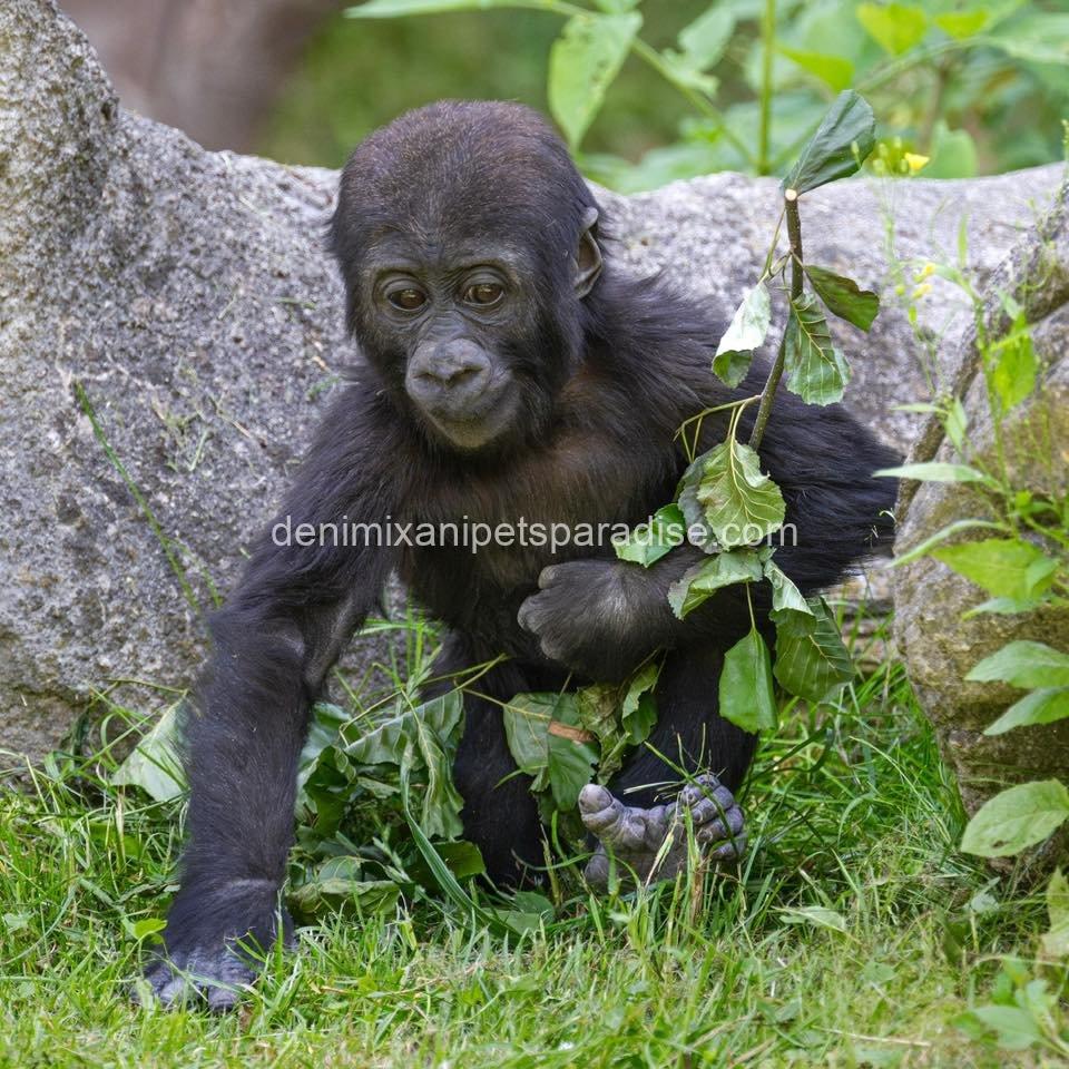 Baby gorilla 1 Baby gorilla