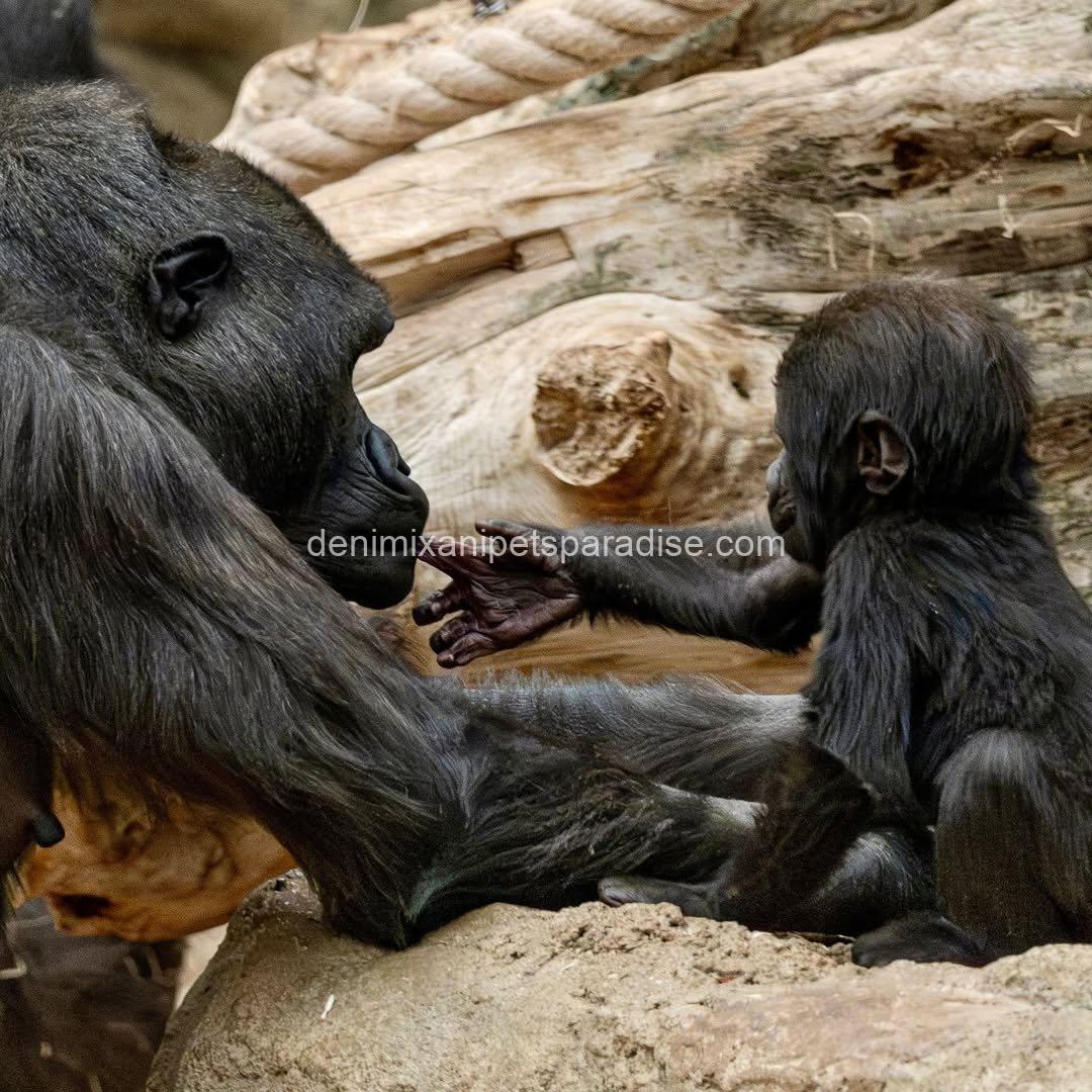 Baby gorilla 6 Baby gorilla - Image 6