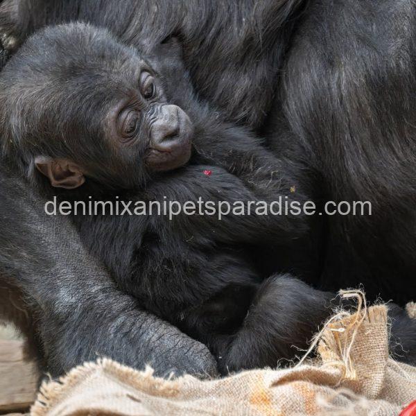 Baby gorilla - Image 7