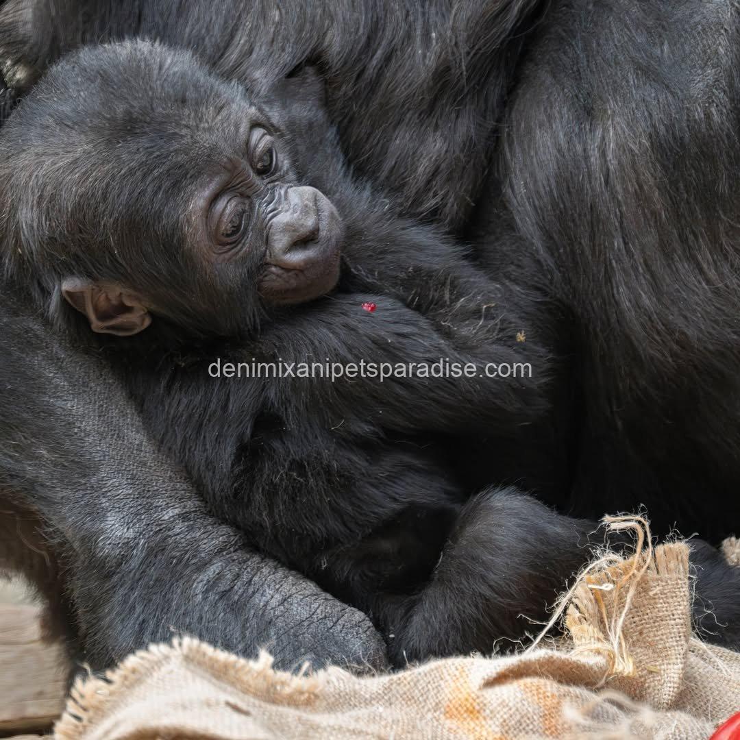 Baby gorilla 7 Baby gorilla - Image 7