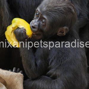 Baby Gorilla