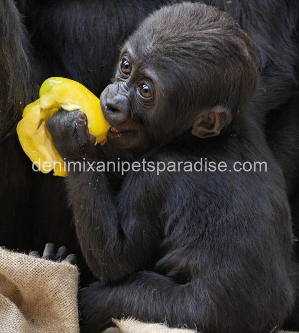 Baby Gorilla